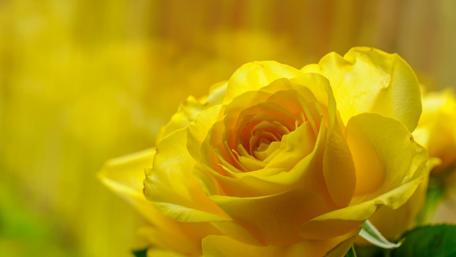 Golden Blooming Beauty wallpaper