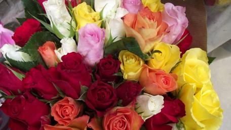Vibrant Garden of Roses Displaying Nature's Beauty wallpaper