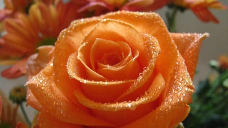 Vibrant Orange Rose with Dew Drops Beauty wallpaper