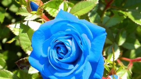 Vibrant Blue Rose in Blooming Garden wallpaper