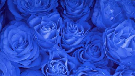 Blue Roses Wallpaper for Floral Aesthetics wallpaper