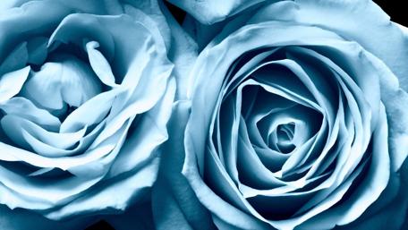 Blue Roses in Blooming Elegance wallpaper
