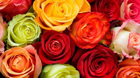 Vibrant Roses in Bloom wallpaper