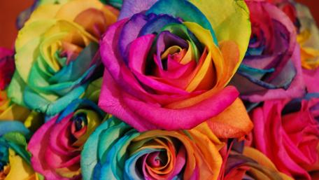 Vibrant Rainbow Roses Brimming with Colorful Beauty wallpaper