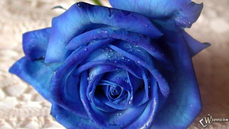 Elegant Blue Rose Wallpaper for Nature Lovers wallpaper