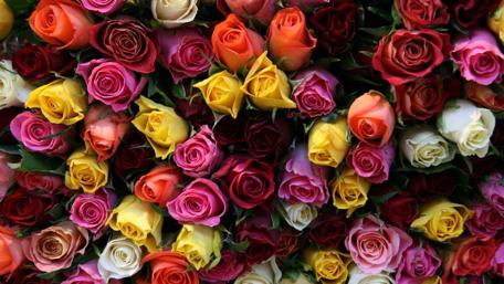 Vibrant Display of Colorful Roses wallpaper