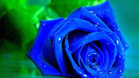 Blue Rose Elegance in Bloom wallpaper