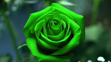 Enigmatic Green Rose Wallpaper wallpaper
