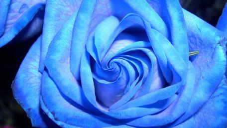 Captivating Blue Rose Wallpaper wallpaper