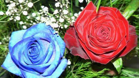 Stunning Dual Roses in Bloom wallpaper
