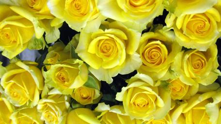 Bright Yellow Roses Bouquet for a Cheerful Ambiance wallpaper