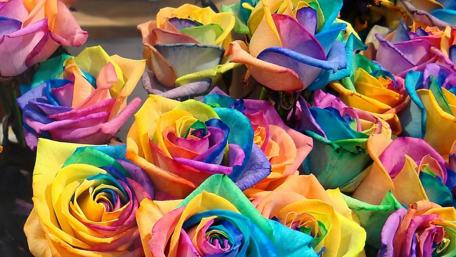 Rainbow Rose Garden wallpaper