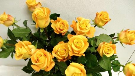 Bright Yellow Roses in Blooming Splendor wallpaper