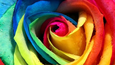 Vibrant Rainbow Rose Wallpaper wallpaper