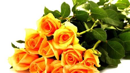 Bright Yellow Roses for Cheerful Spaces wallpaper