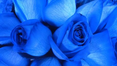 Enchanting Blue Roses Wallpaper wallpaper