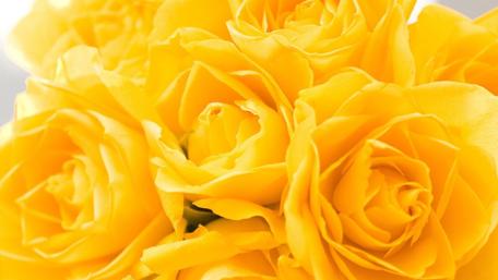 Golden Elegance of Yellow Roses wallpaper
