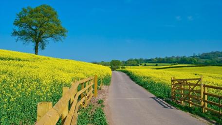 Pathway Through Sunny Countryside wallpaper
