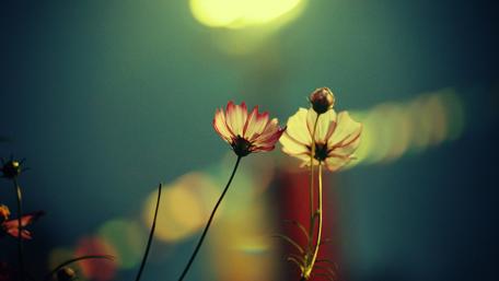 Wildflower Glow in the Night wallpaper