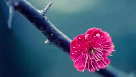 Pink flower macro photography wallpaper