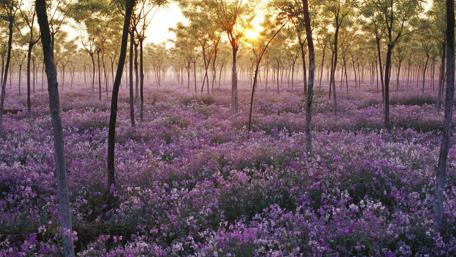 Vibrant Wildflower Sunrise in the Misty Forest wallpaper