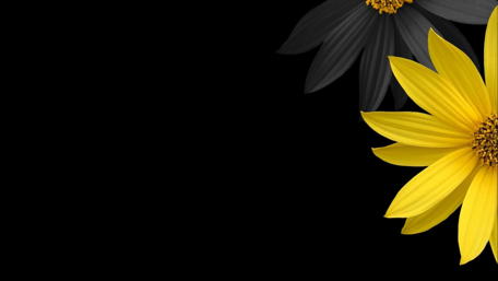 Yellow and Black Petals Contrast Wall Decor wallpaper