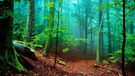 Mystic Forest Path in Morning Fog wallpaper