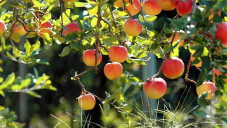 Ripe Apples Hanging in Sunlit Orchard wallpaper