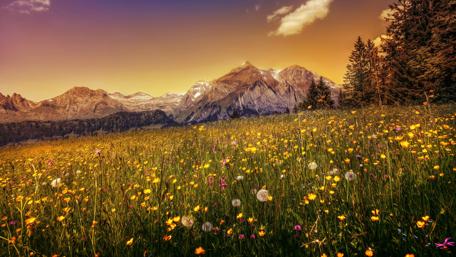 Springtime Bloom in Mountain Field wallpaper