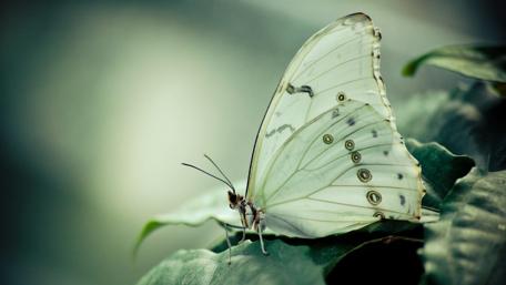 White Cabbage Butterfly in Garden wallpaper
