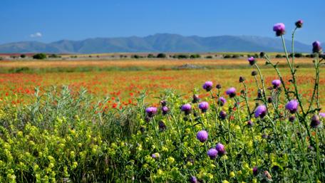 Vibrant Spring Landscape in Ayllon Spain wallpaper
