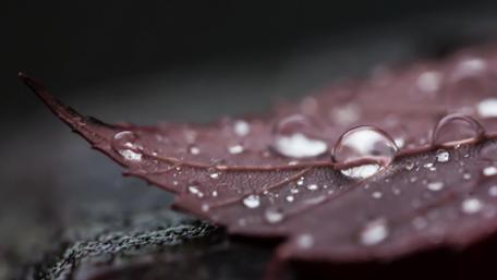 Droplets on a fallen leaf wallpaper