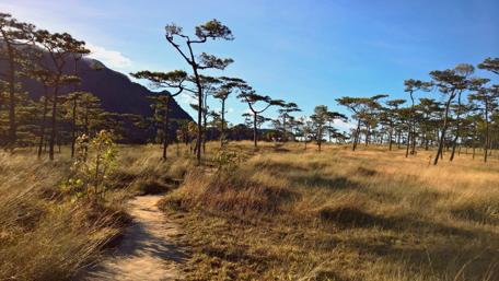 Tranquil Savanna Pathway in Nature's Embrace wallpaper