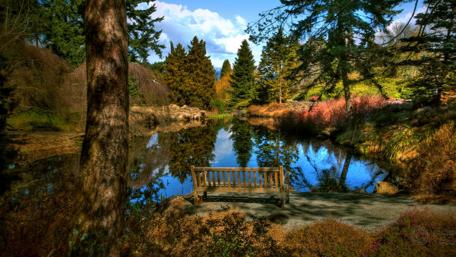 Serene Reflection by the Pond Scene wallpaper