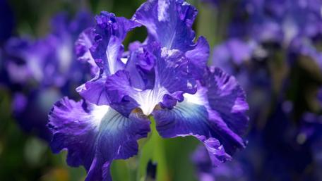 Iridescent Iris Blooms in Springtime Garden wallpaper