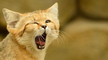 Sleepy Kitty Yawning in 4K Detail wallpaper