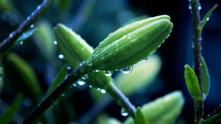 Lush Green Buds with Dewy Drops wallpaper