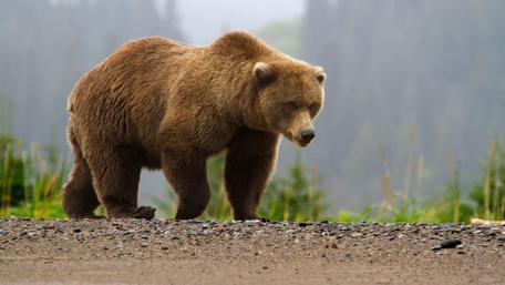 Majestic Brown Bear in its Natural Habitat wallpaper