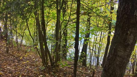 Serene Autumn Forest Scene Amidst Lush Greenery wallpaper