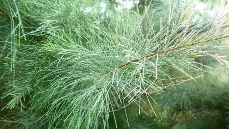 Delicate Cobwebs on Casuarina Branches wallpaper