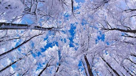 Winter Wonderland in a Snow-Covered Forest wallpaper