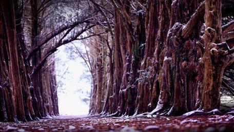 Winter Forest Pathway Surrounded by Trees wallpaper