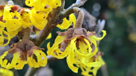 Vibrant Yellow Spring Blooms Showcase Nature's Beauty wallpaper