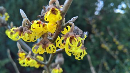 Vibrant Yellow Blossoms in Bloom wallpaper