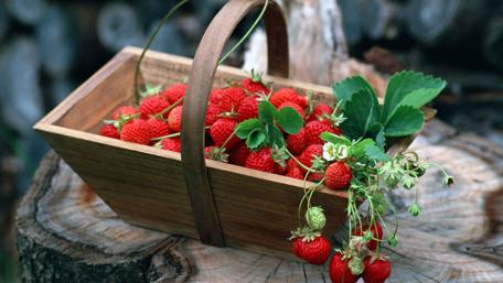 Fresh Strawberries in Spring Harvest wallpaper