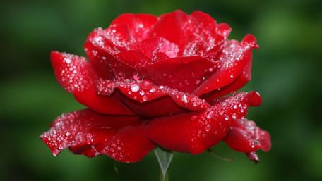 Radiant Red Rose with Dew Drops wallpaper