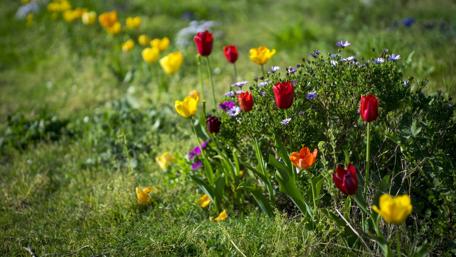 Tulips in the grass wallpaper
