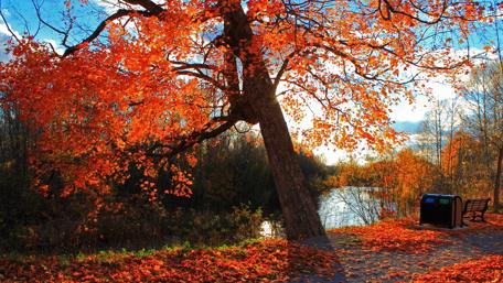 Autumn Serenity by the Lakeside wallpaper