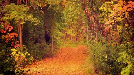 Autumn Pathway Through the Forest Dreams wallpaper