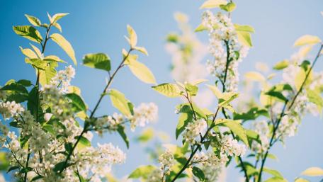 Spring Blossoms Against a Clear Sky wallpaper